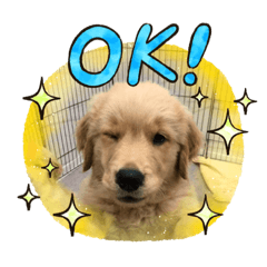 ゴールデンレトリバーのすみれ