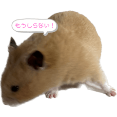 いつでも使えるサブの日常