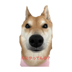 わんわんスタンプ パート1