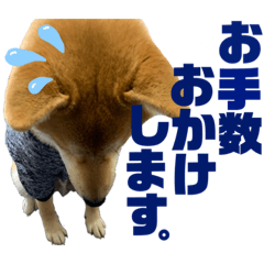 柴犬 と 猫 毎日使える 仕事 敬語編(再販)