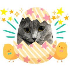 猫の実写スタンプNo.9【テキスト入力】