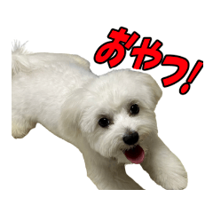 ハクたんの日常