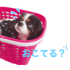 キャバリアのララ♀とライ♂