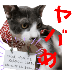 毎日使えるクセ強リアルハチワレ猫