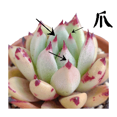 多肉用語スタンプ