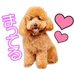 西原家のモコちゃん