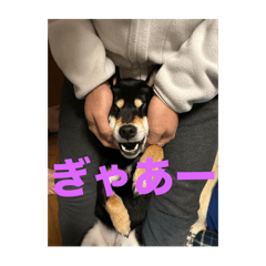 黒柴　おはぎちゃん(毎日使える日常用)