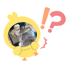 ソマリゴールデン