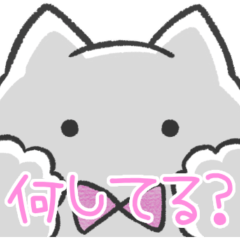 ピンク推しねこ(報告)