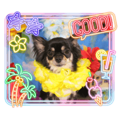 チワワのこたろうくん☆2