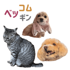 我が家の三姉妹　ベッコムギン