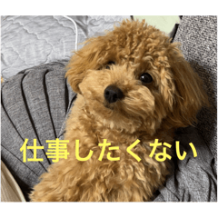 我が家のアイドル心麦ちゃん