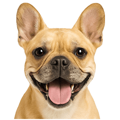 フレンチなブルさん