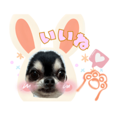 チワワのえいじろう