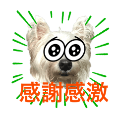 麻呂眉ウェスティ　はち