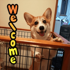 可愛い ももちゃん