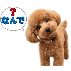 トイプードルプリティ7