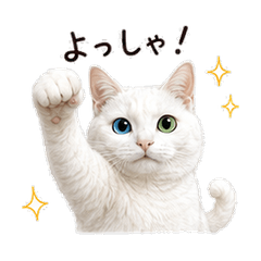 ライス２ - オッドアイの白猫