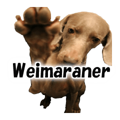 グレイゴーストの日常