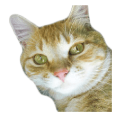 チコちゃんと話そう