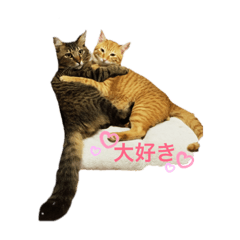 猫のみぃとぷぅ