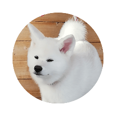 かわいい秋田犬