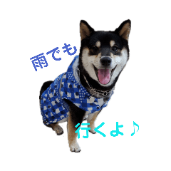 黒柴そらちゃんスタンプ2