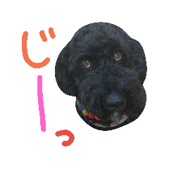 黒プーの豆太くん5