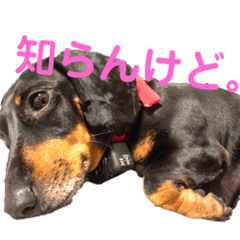 Honey, Thor, Baby Stickers Vol.2