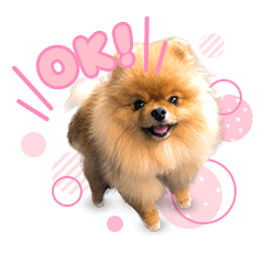 日常会話に使える♡ポメラニアンくうちゃん