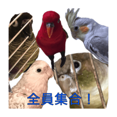 5匹のインコちゃん達