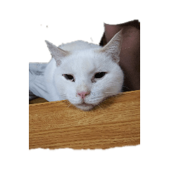 我が家の毛深い子供たち