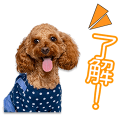 佐藤家のそら＆くぅ