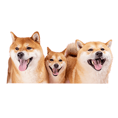 津田家のリク＆カイ＆クウ