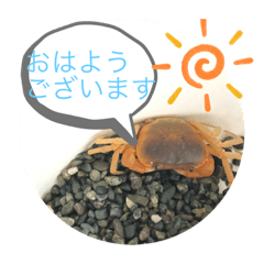 基本的なあいさつ(サワガニ)