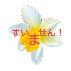 ダジャレおはな