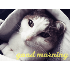 日常で使える便利スタンプ　猫　挨拶　お礼