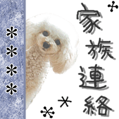 トイプードル“るんるん”～家族連絡～