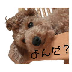 うちの子リリー