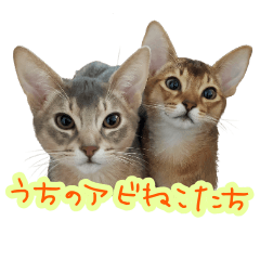 うちのアビねこたち