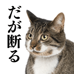 猫写真スタンプ1