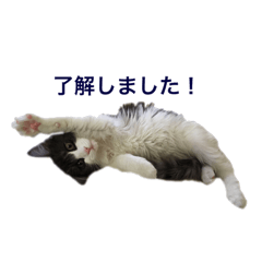 子猫メルのゆる敬語
