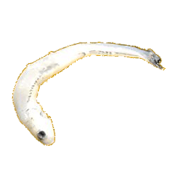 スーパーのしらすのスタンプ