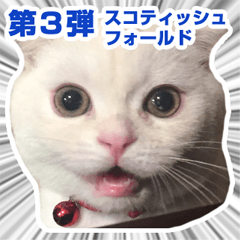 いつでもスコティッシュ