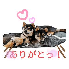 柴犬さくひなスタンプ