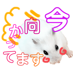 しろちゃんエブリー