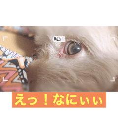 気まぐれくぅちゃん❤︎