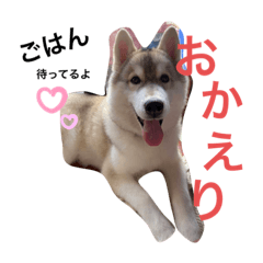 ハスキーの飼い主さんが使うスタンプ