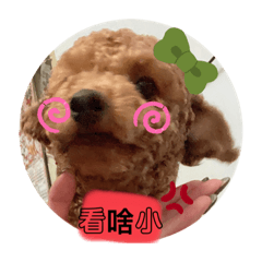 傲嬌的貴賓