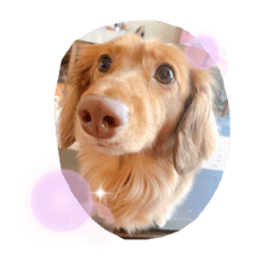 ぽんのすたんぷだよ